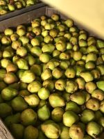 Top Fruit|Pears|Doyenné du Comice