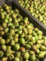 Top Fruit|Pears|Doyenné du Comice