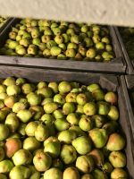 Top Fruit|Pears|Doyenné du Comice