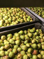 Top Fruit|Pears|Doyenné du Comice