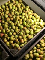 Top Fruit|Pears|Doyenné du Comice