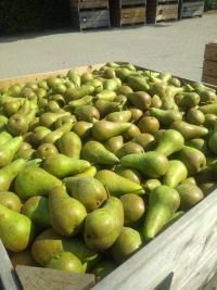 Top Fruit|Pears|Conference