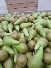 Top Fruit|Pears|Conference
