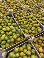 Top Fruit|Pears|Gieser Wildeman