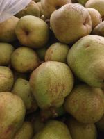 Top Fruit|Pears|Doyenné du Comice
