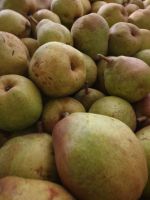 Top Fruit|Pears|Doyenné du Comice